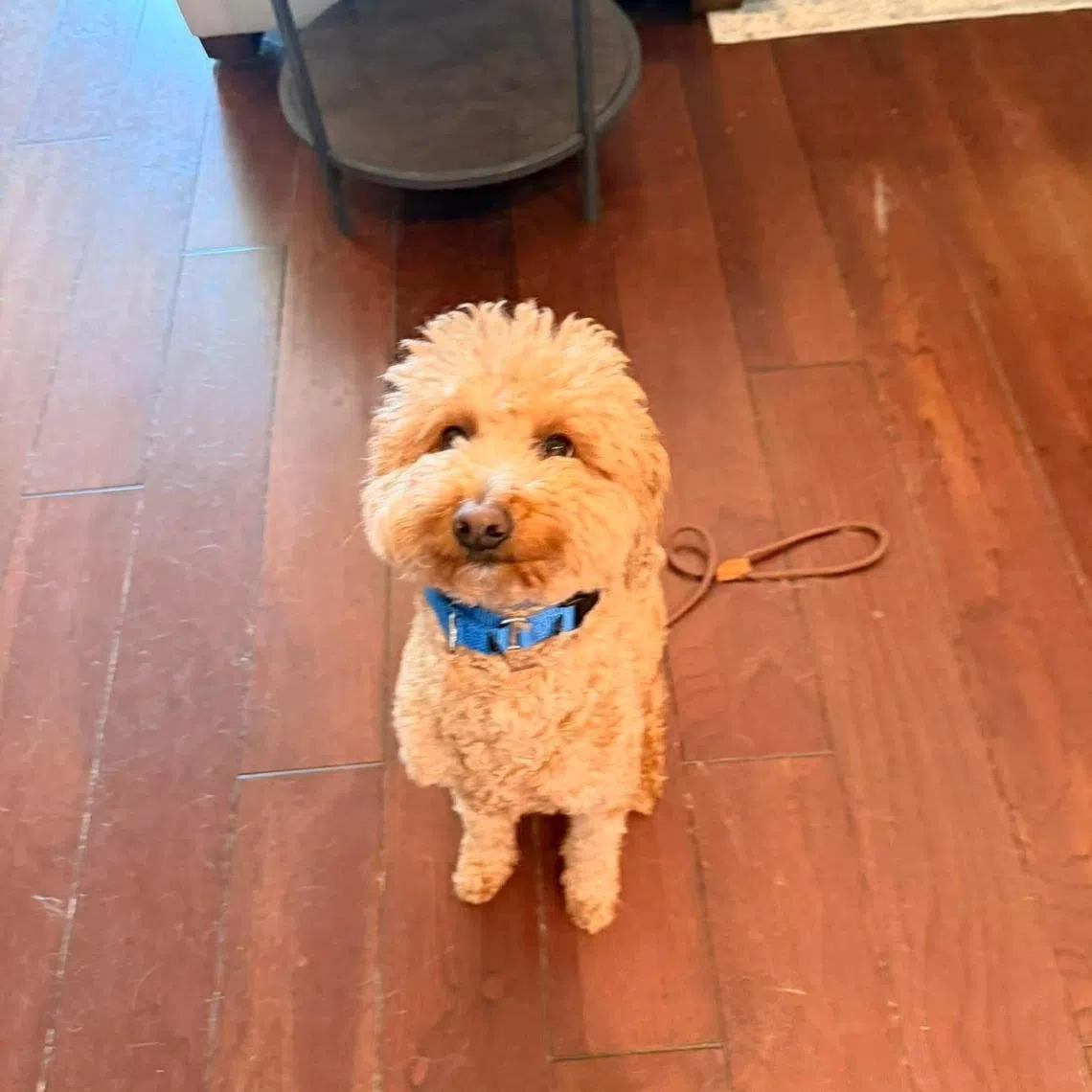 Jet Blue’s story gained attention online, drawing hundreds of adoption applications and inquiries.