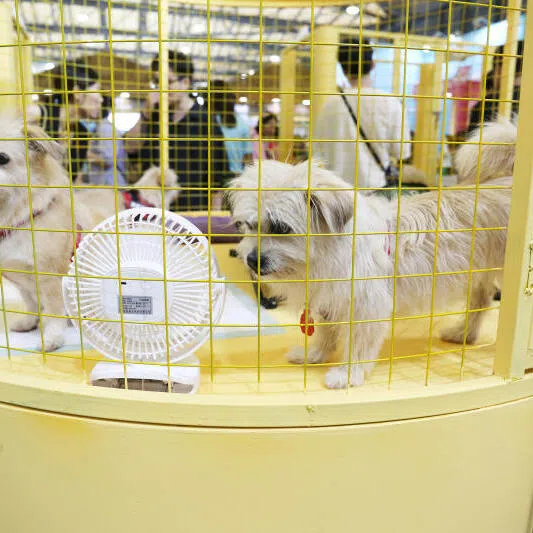 Cloned dogs by a Chinese commercial pet cloning enterprise at the Pet Asia Show in Shanghai in 2023. 