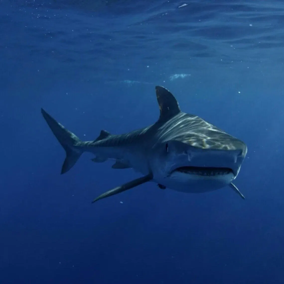 There are around 20 shark attacks in Australia every year but the vast majority are not fatal.