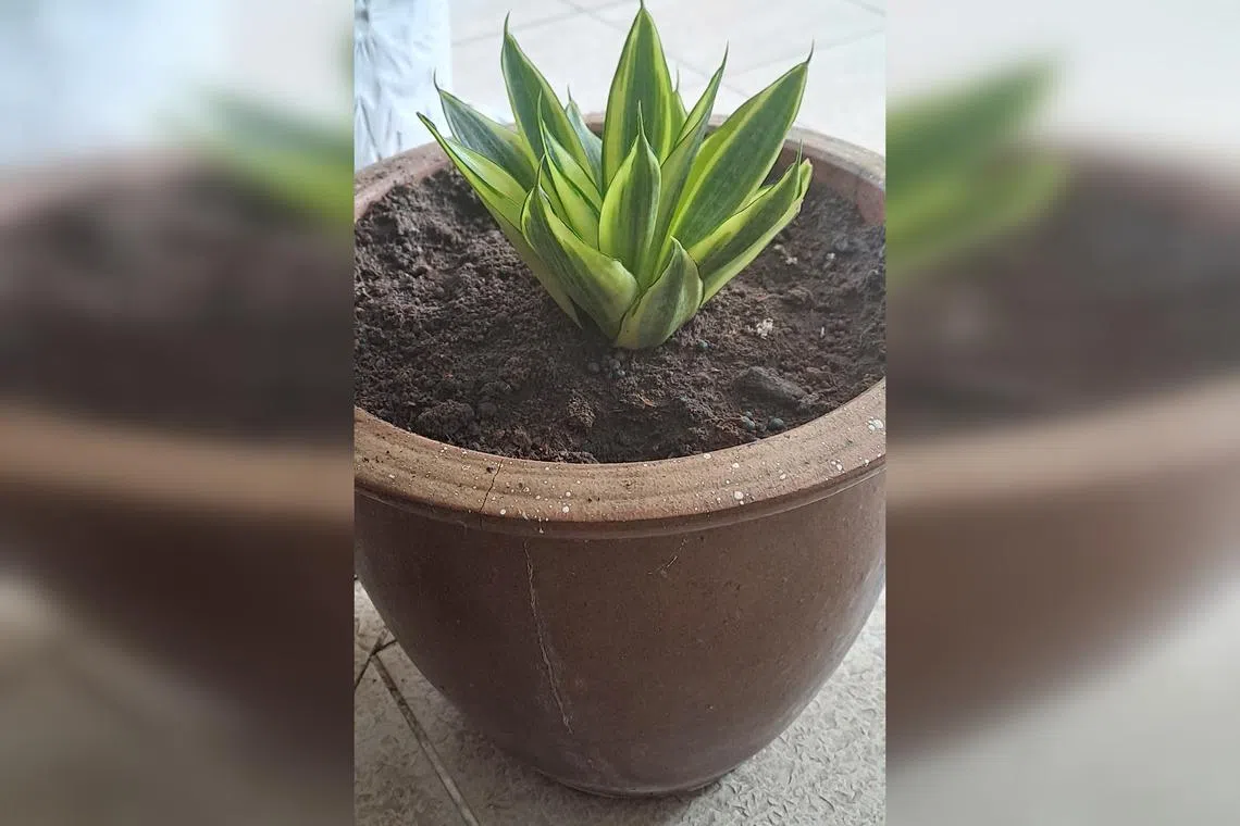 The shade may not be the best place for the Bird Nest Snake Plant.