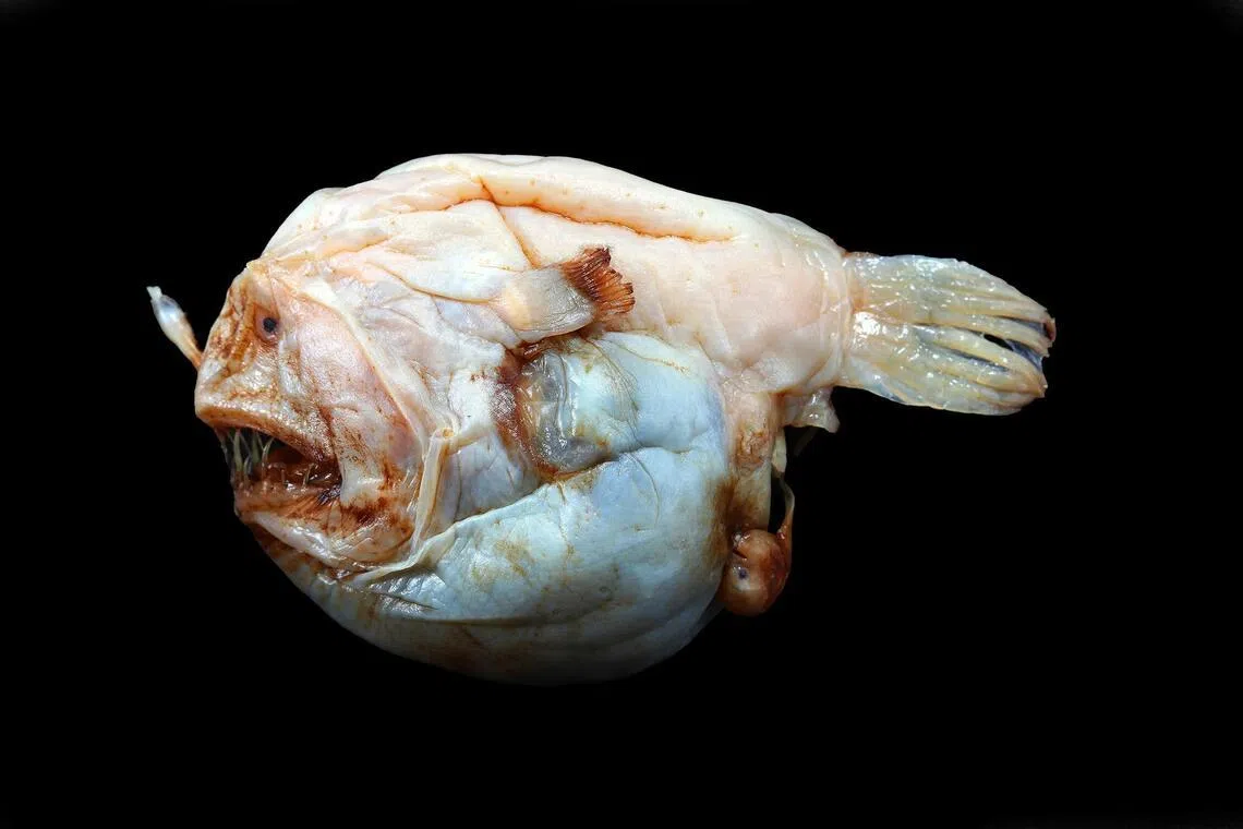 How female anglerfish evolved to have it all
