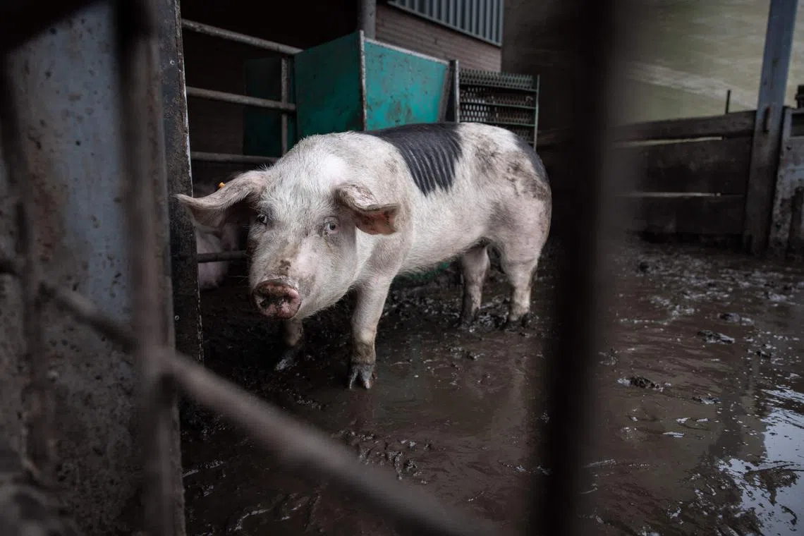 The majority of cases have involved people eating pork products such as blood pudding, or those who slaughter pigs.