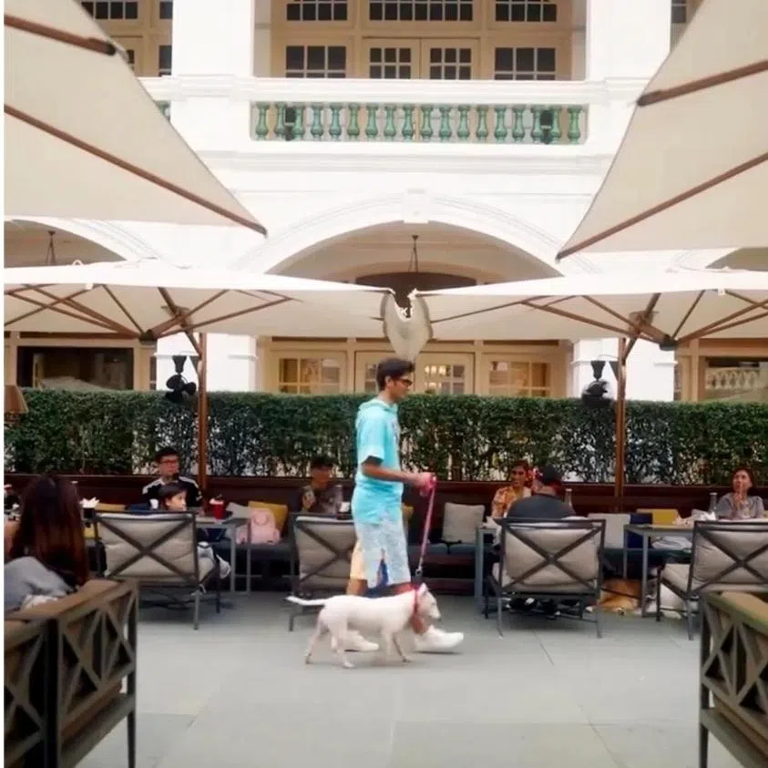 (Clockwise from left) Raffles Courtyard at Raffles Hotel Singapore is now pet-friendly; a dog adoption drive organised by local shelter SOSD; and Cafe 1664 Pours & Paws at GastroBeats 2026.