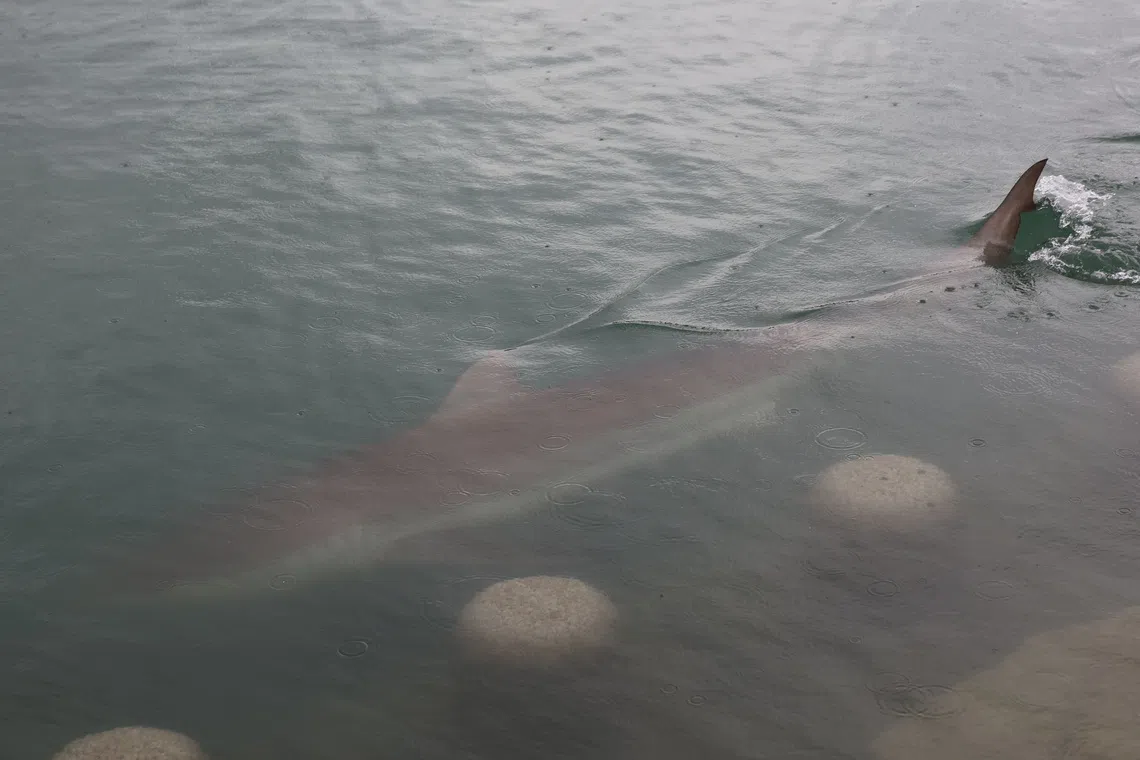 Busan waterpark restricts night access as large crowds flock to see lingering shark