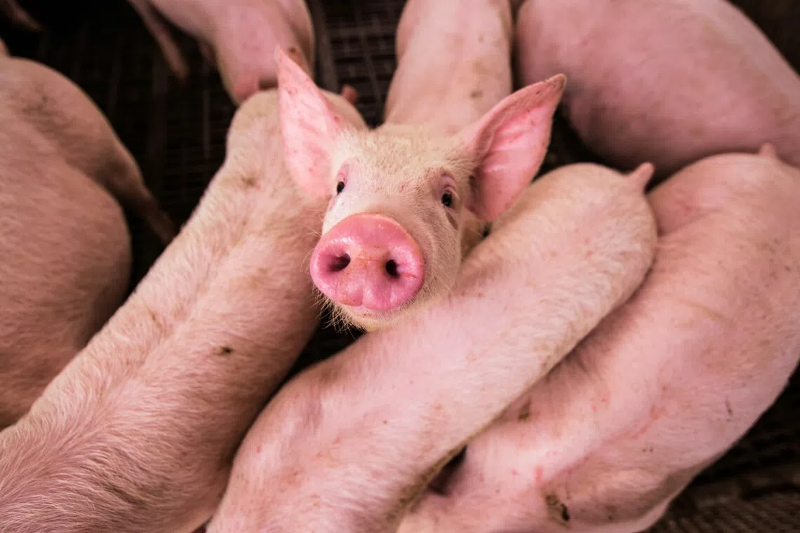 The government culled 1,423 pigs from the affected farm.