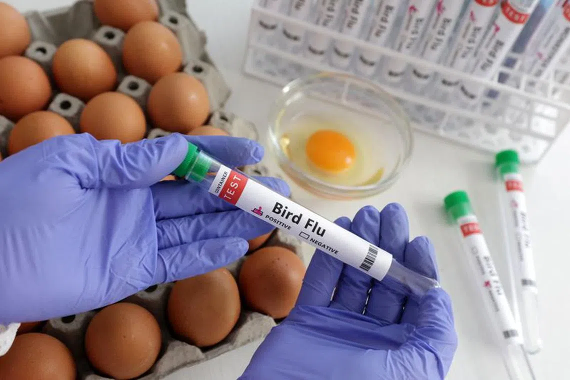 A person holds a test tube labelled \"Bird Flu\" next to eggs, in this picture illustration, January 14, 2023. REUTERS/Dado Ruvic/Illustration