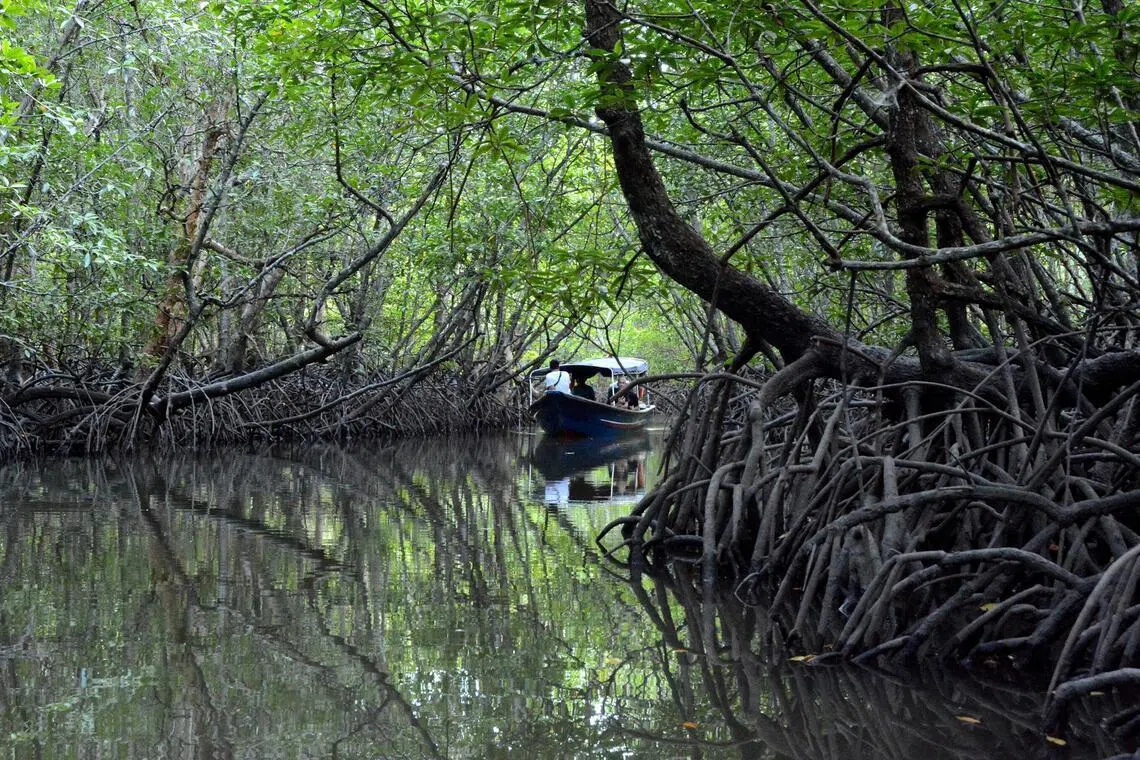 Science Talk: Asia is underinvesting in its most cost-effective carbon markets