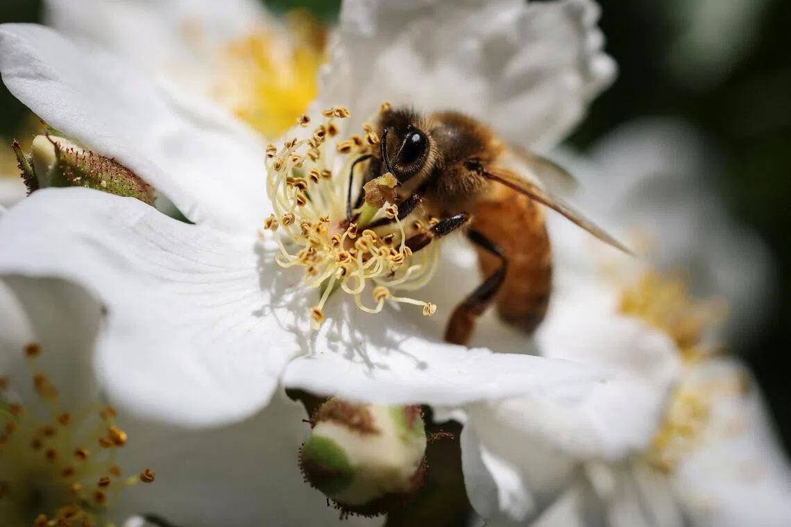 Ecosystems underpin the global economy through "ecosystem services" like crop pollination.