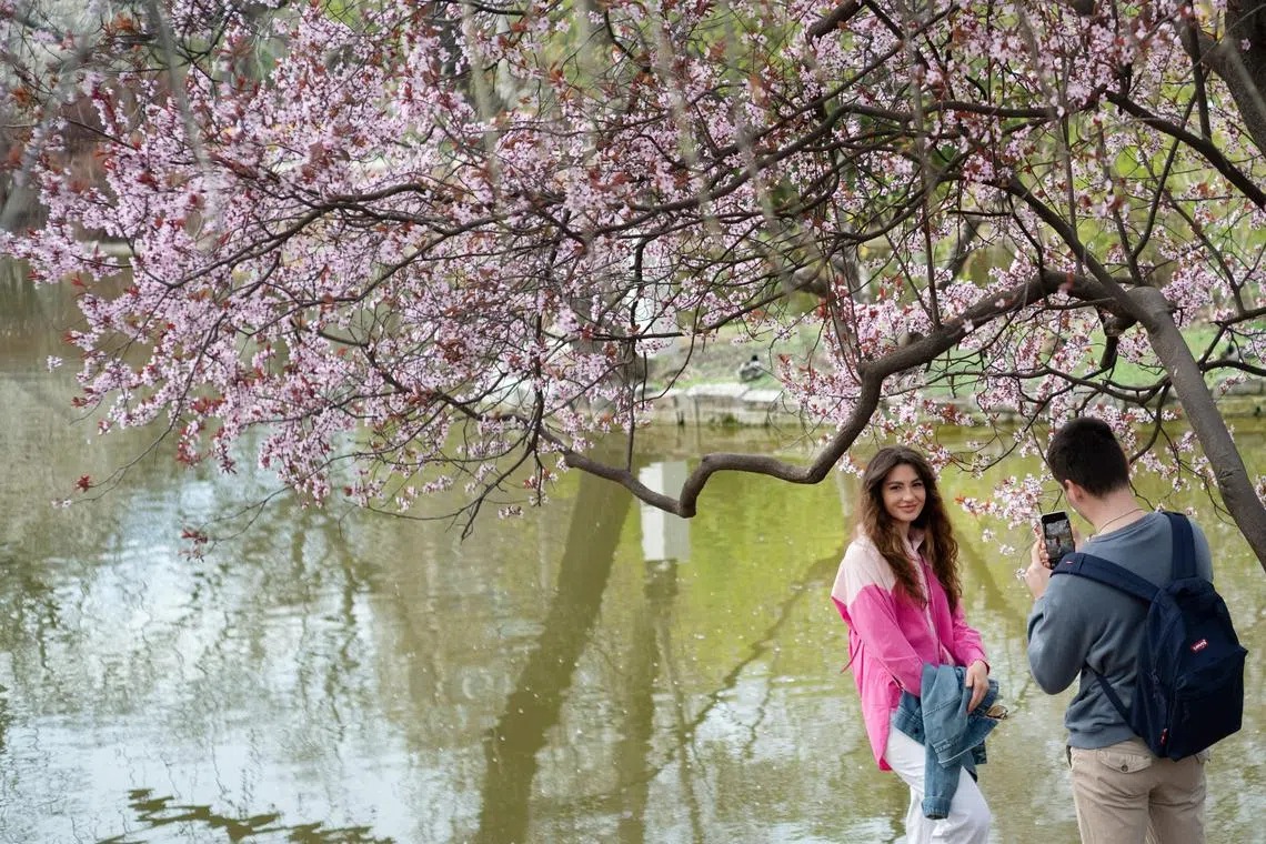 A woman poses for a photo under a cherry blossom tree at the Stadt park in Vienna, Austria on March 23, 2023. (Photo by JOE KLAMAR / AFP)