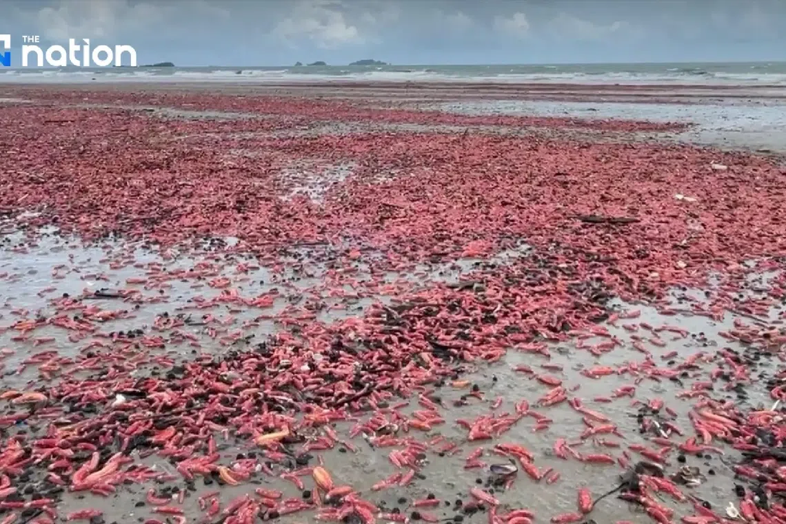 Pink sea cucumbers wash ashore, turning Thailand beach reddish-pink