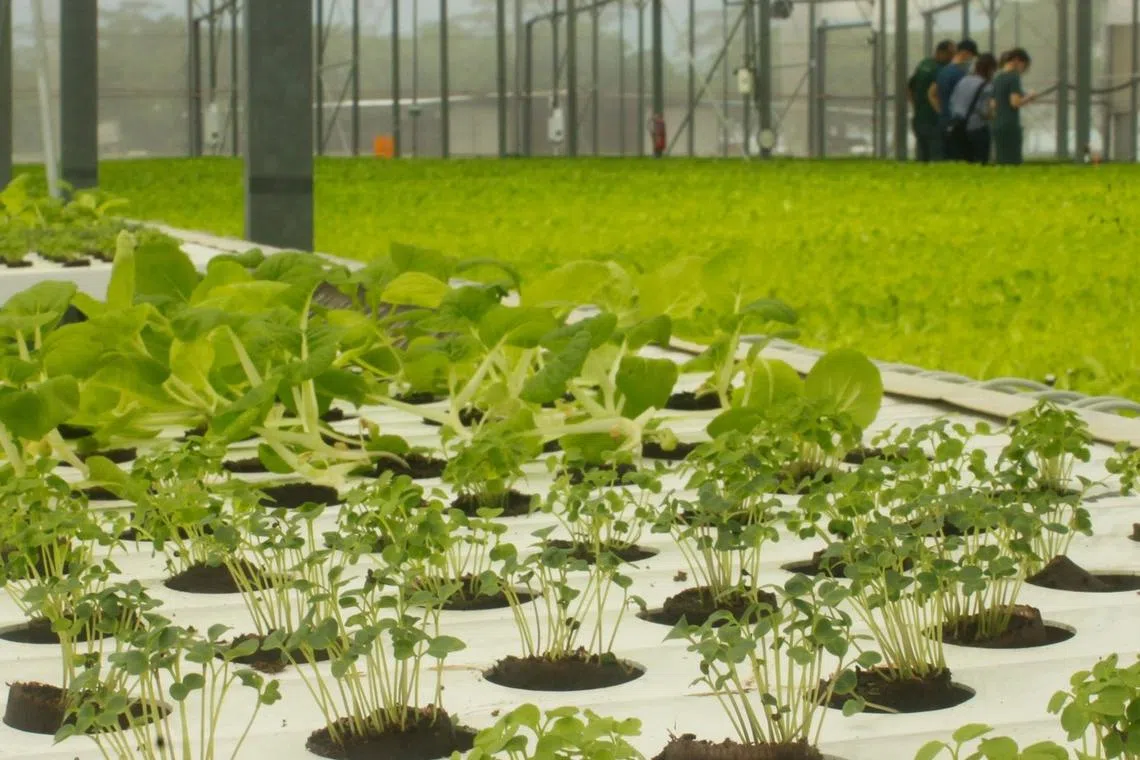 The last four years have thrown up multiple operational challenges at Livfresh Farms, says the writer.