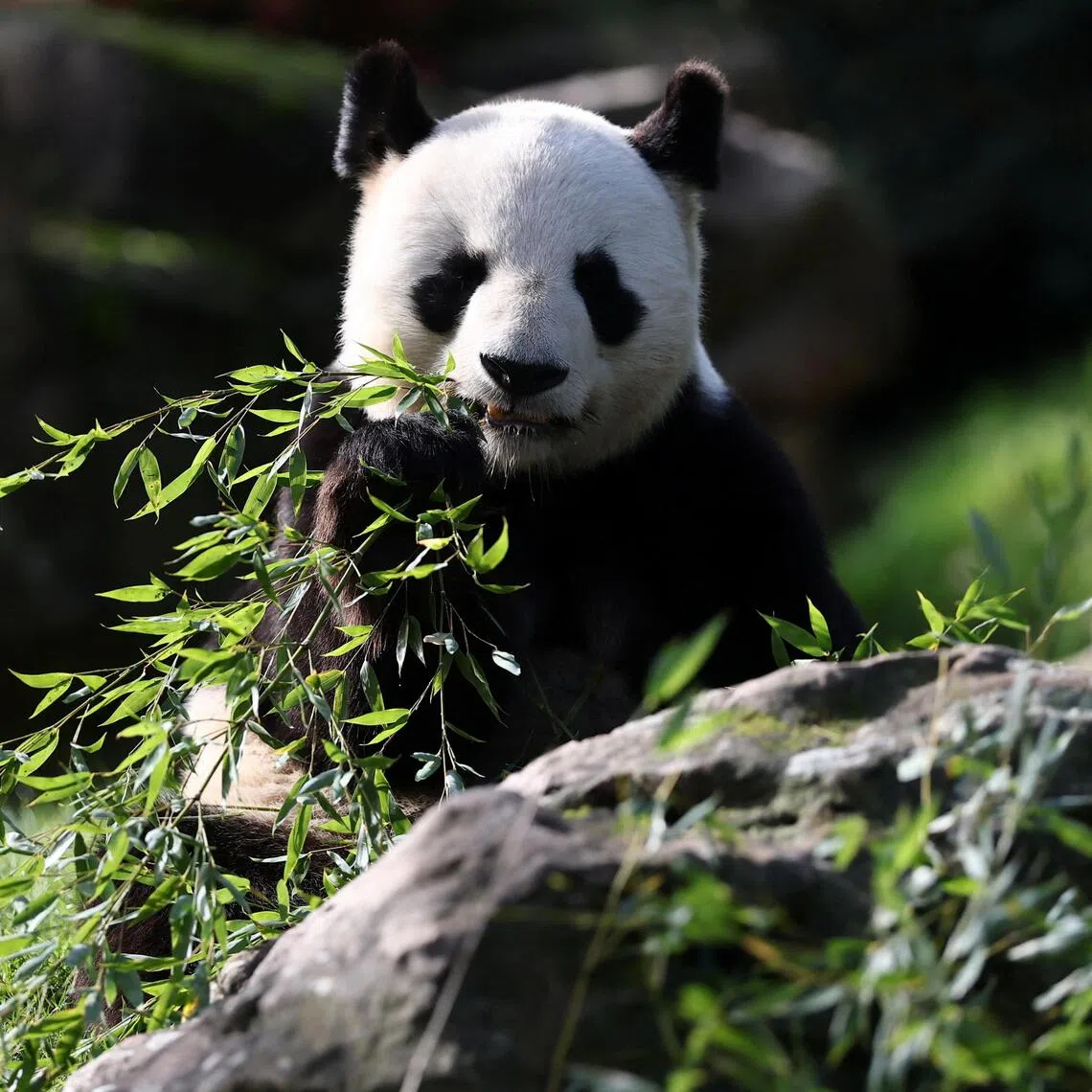 Prospects for another panda loan, seen as a diplomatic symbol of friendship between Japan and China, remain uncertain.