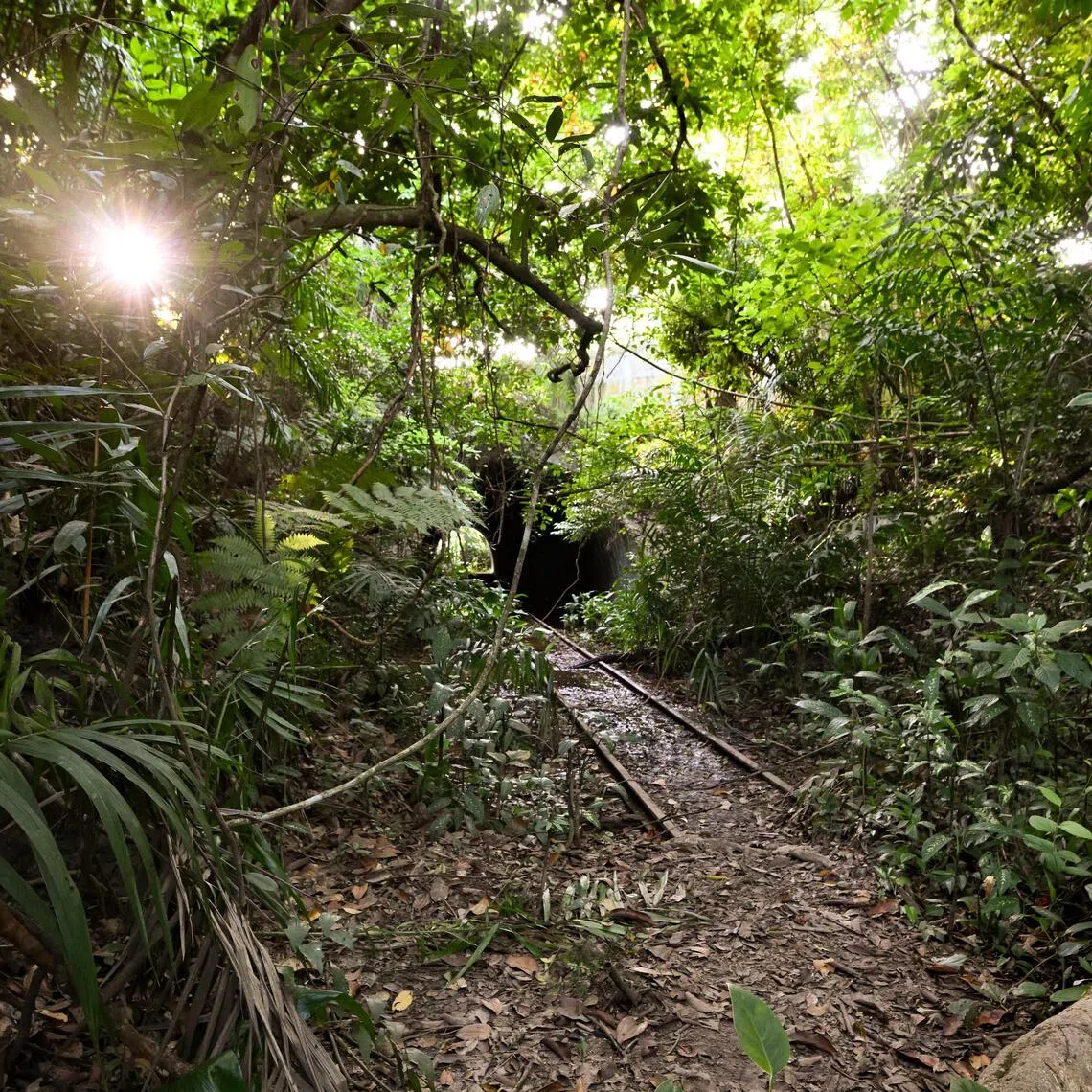 In the wake of the announcement that parts of Maju Forest (above) and Gillman Barracks will be developed, petitions to protect the sites have collectively gathered more than 57,000 signatures.