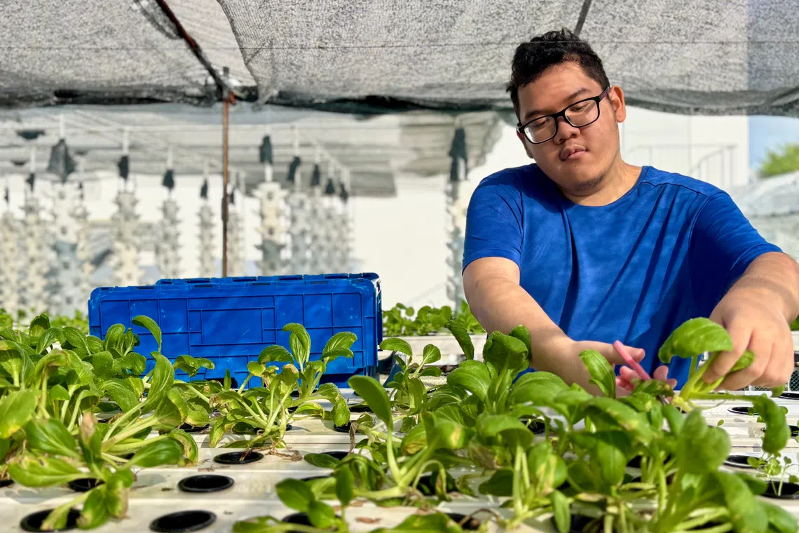 19 year old tending to vegetables at st andrew’s autism centre urban farm