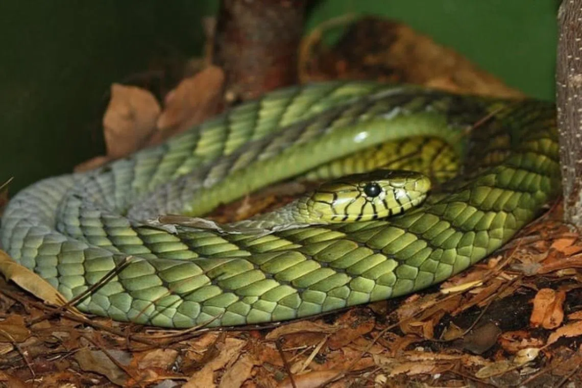 Police issued a wanted poster with a mugshot of the coiled green mamba.
