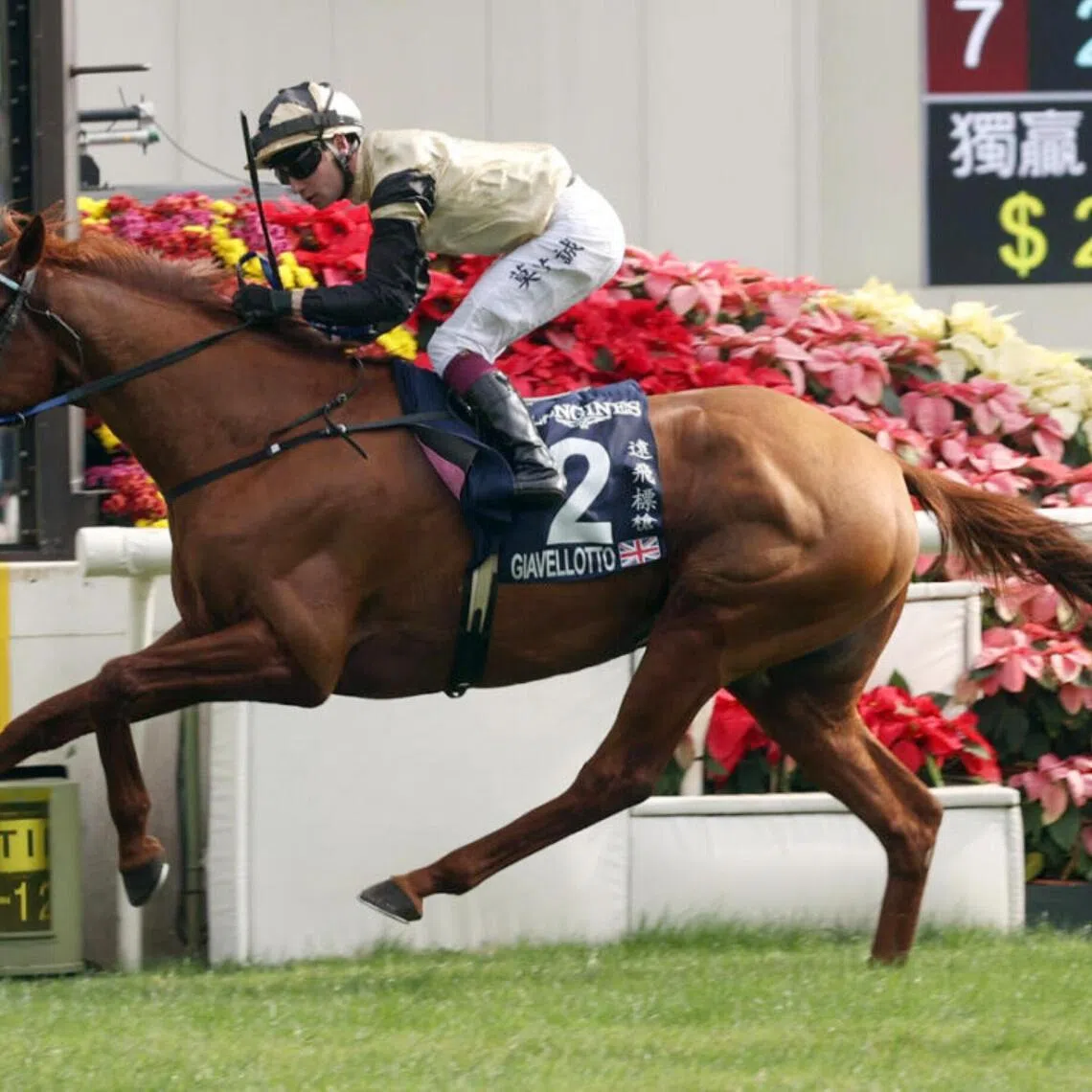 Giavellotto (Oisin Murphy) landing the Group 1 Hong Kong Vase (2,400m) at Sha Tin on Dec 8, 2024. Germany will be the well-travelled English-based stayer's first visit when he contests the Group 1 Grosser Preis von Baden (2,400m) at Iffezheim on Sept 6.
PHOTO: HKJC