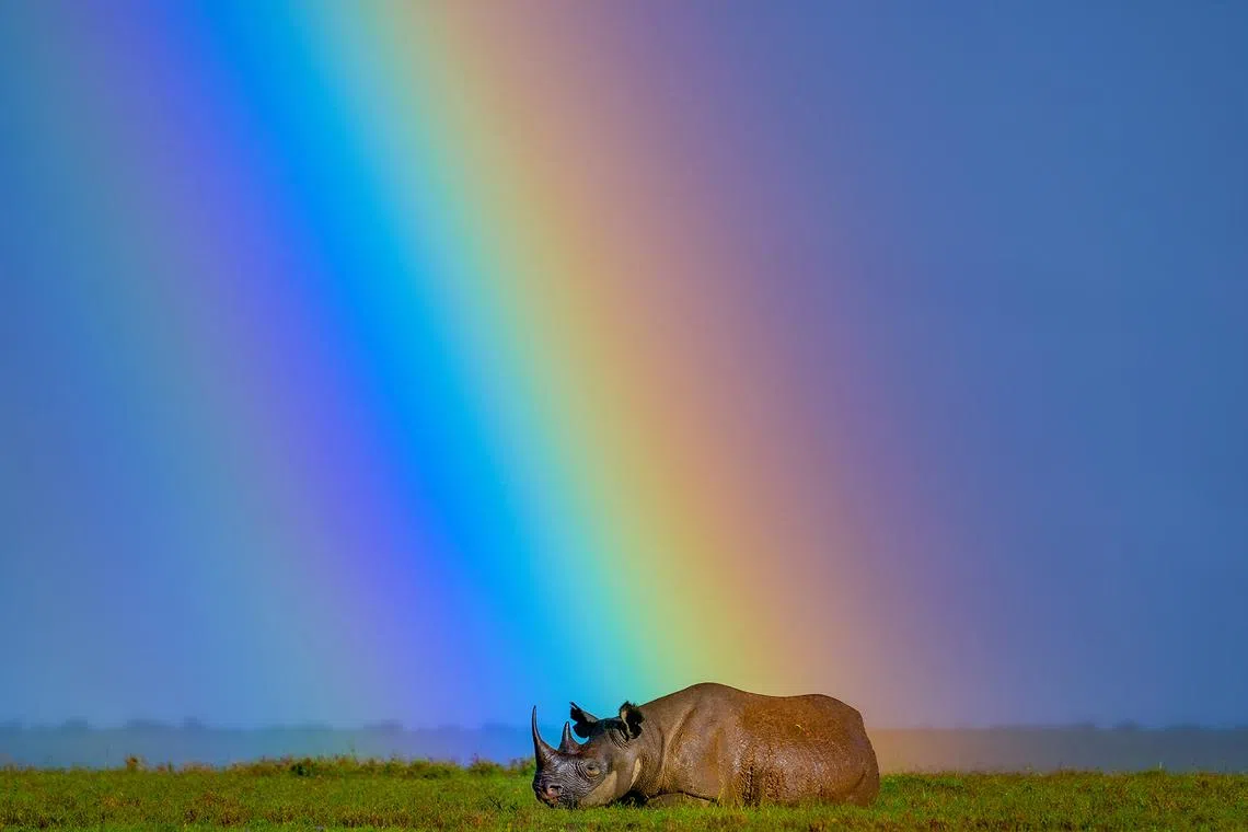 A black rhino rests under a rainbow at Ol Pejeta Conservancy in Kenya. In 2024, 21 black rhinos were moved to their new home at Loisaba Conservancy in Laikipia, Kenya. Kenya’s black rhino population was poached almost to extinction and went from a low of 290 animals to 1004 today. They are expanding their habitat and it is a testament to Kenya’s conservation efforts.