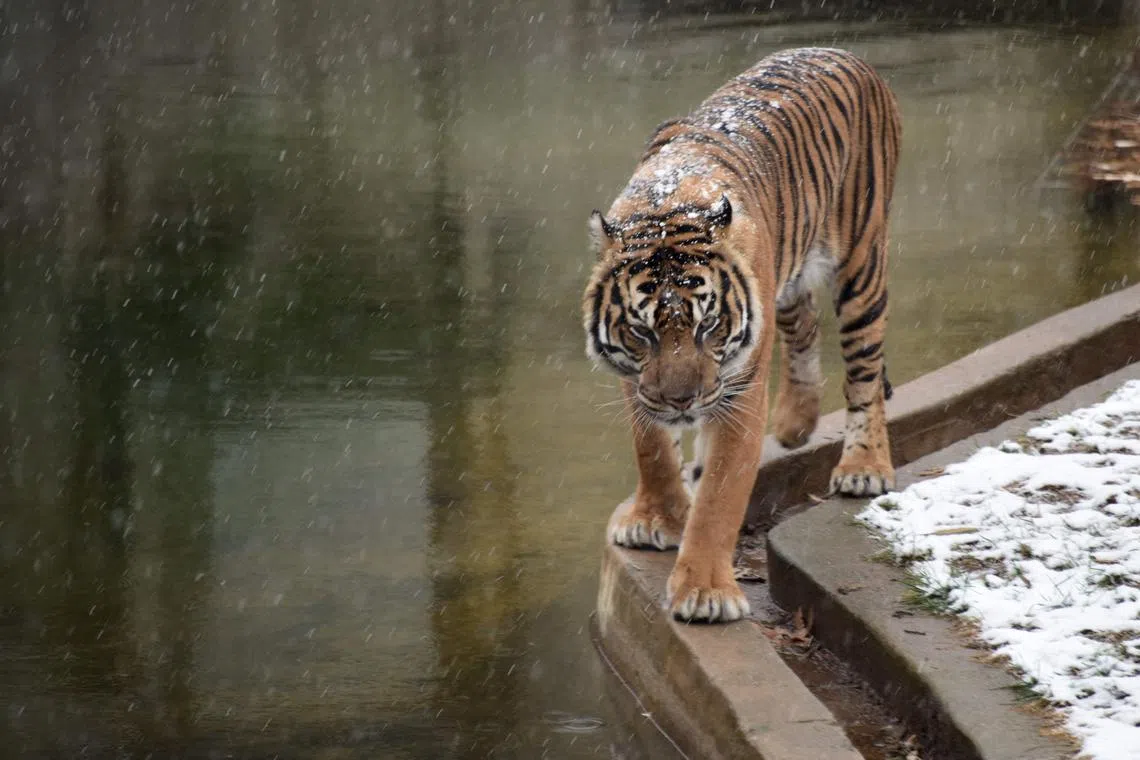 (FILES) In this file photo taken on December 9, 2017 A tiger walks under falling snow at the Smithsonian zoo in Washington DC. - US President Joe Biden signed a bill on Tuesday banning private ownership of tigers and other big cats and "cub petting" highlighted in the Netflix smash hit documentary "Tiger King."
The Big Cat Public Safety Act limits ownership of tigers, lions, jaguars and other big cats to zoos, sanctuaries, universities and agencies. 