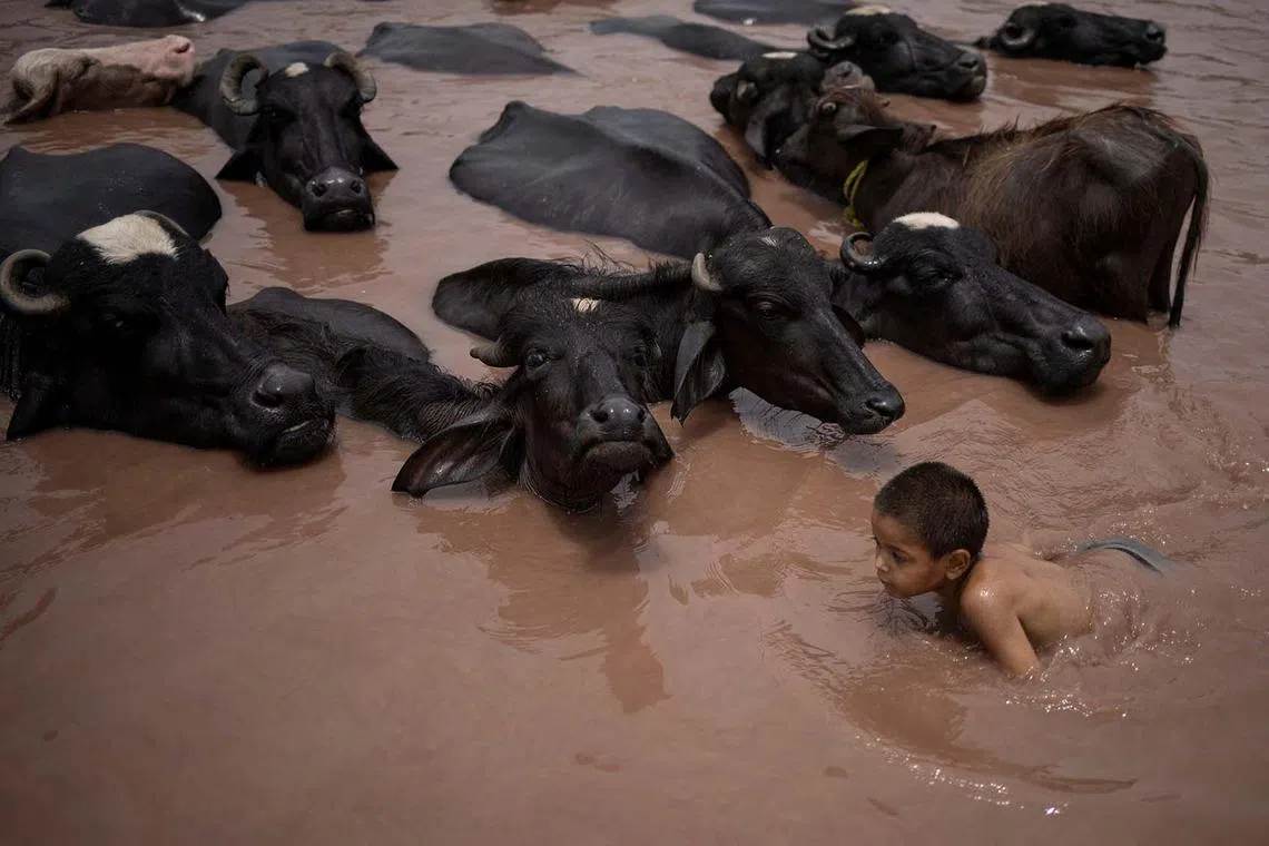 Pervez, 5, swims among buffaloes cooling off in the Upper Chenab Canal during a heatwave in Gujranwala, Pakistan, June 15, 2025. REUTERS/Adrees Latif TPX IMAGES OF THE DAY