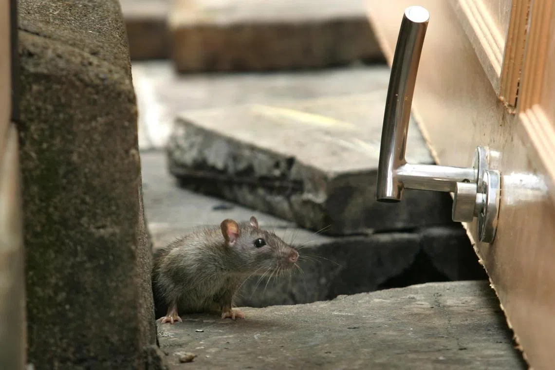 A rat seen in between building slabs.