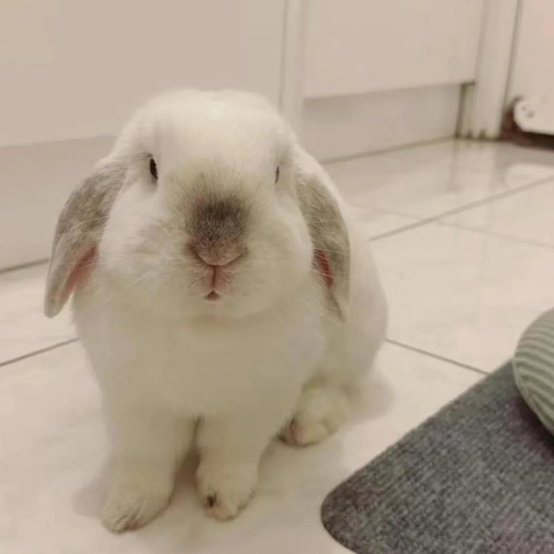 Bunny business is set to be big in China this year, as pet shops and online marketplaces reported a 40 per cent increase in sales.