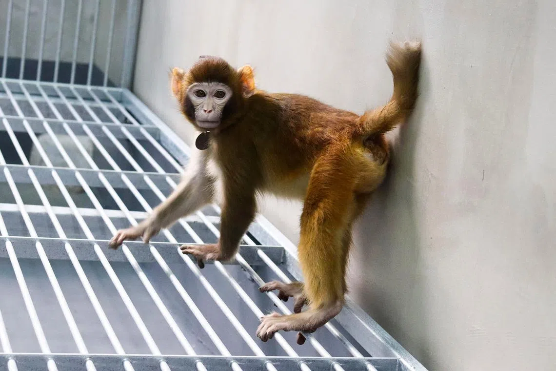 ReTro, a then 17-month-old somatic cell-cloned rhesus monkey seen in a lab in Shanghai.