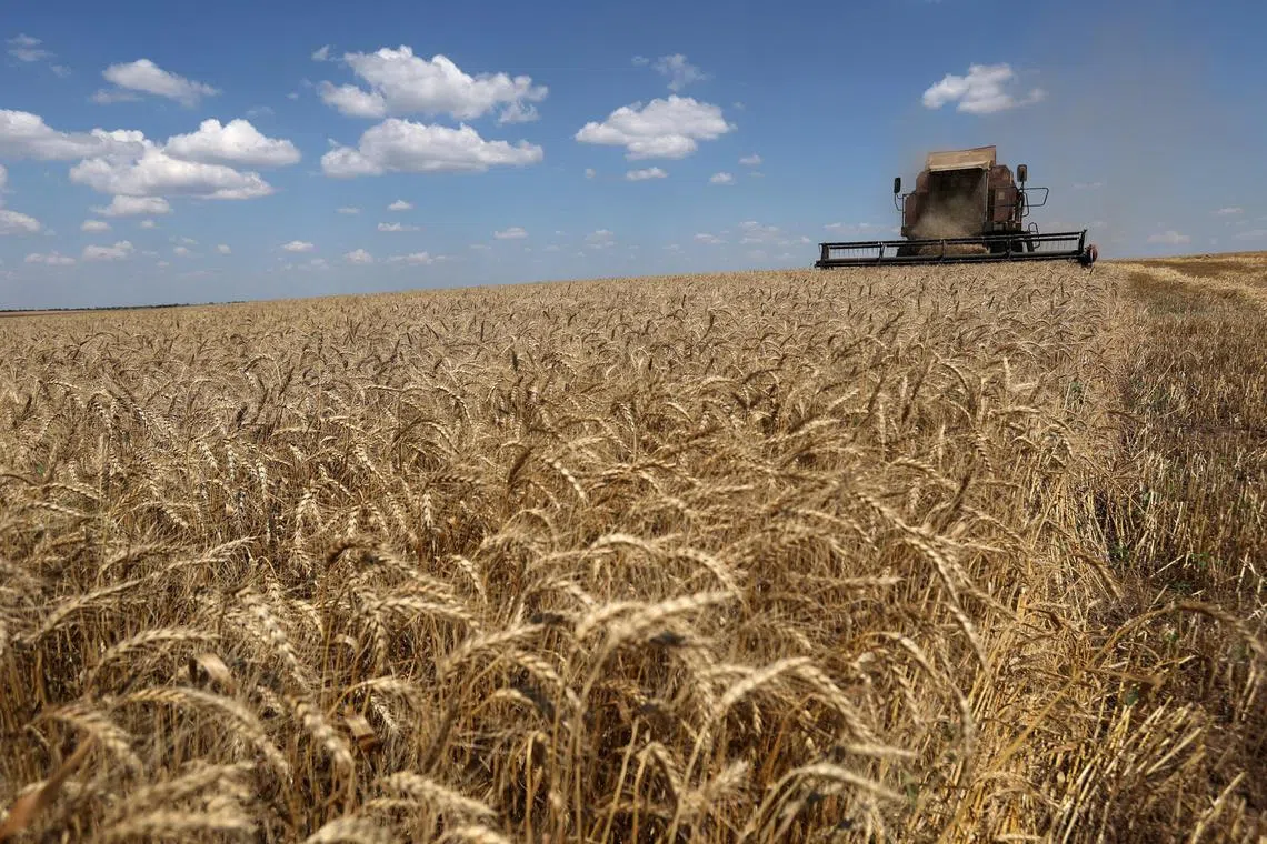 A combine harvests wheat in Ukraine's  Mykolaiv region.