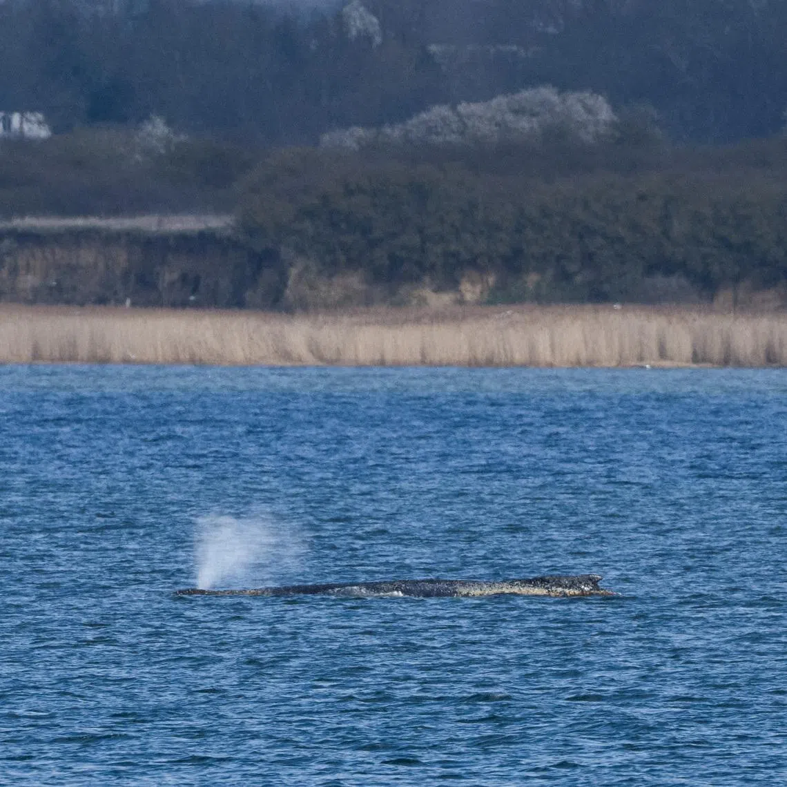 A humpback whale lies on a sandbank in the shallow waters at Wismar Bay in the Baltic Sea, after having moved overnight, near Wismar, Germany, March 29, 2026. REUTERS/Annegret Hilse