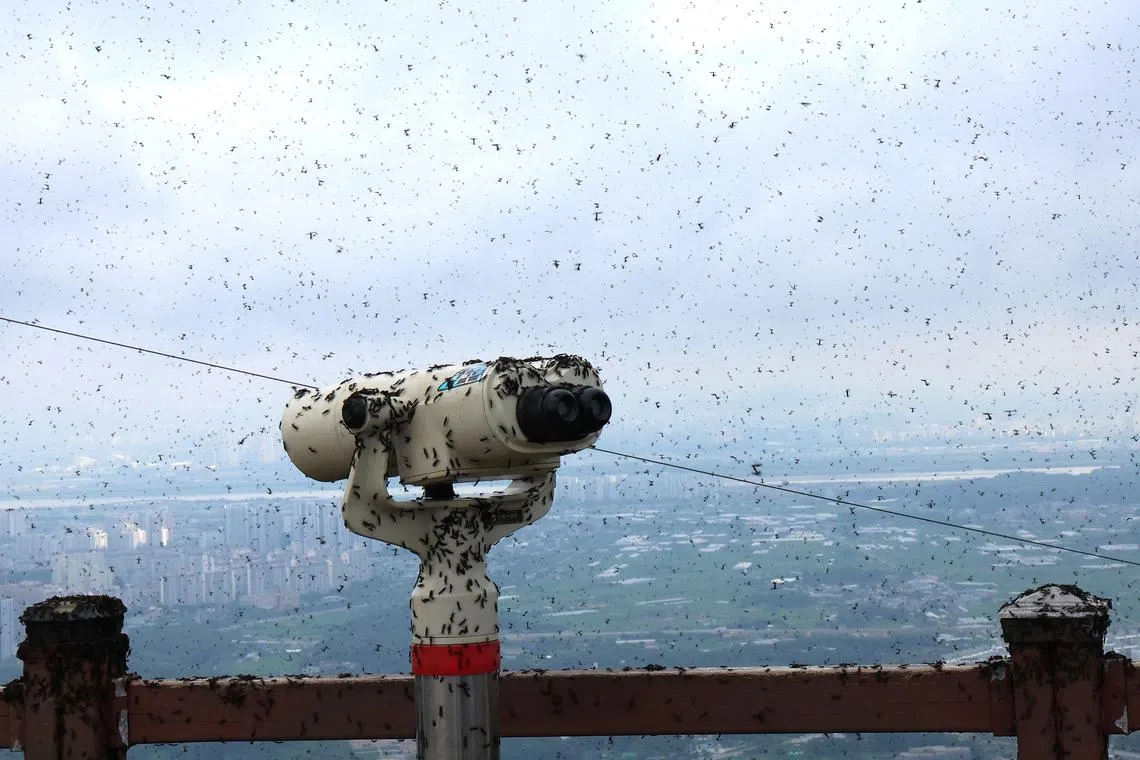 A telescope at the summit observatory of a mountain covered with lovebugs, in Incheon, on June 30.
