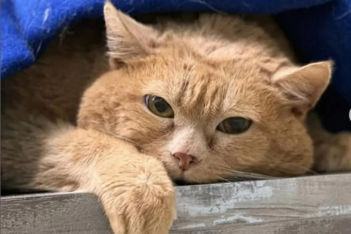 Vets found cancerous tumours in Kroshik's body.