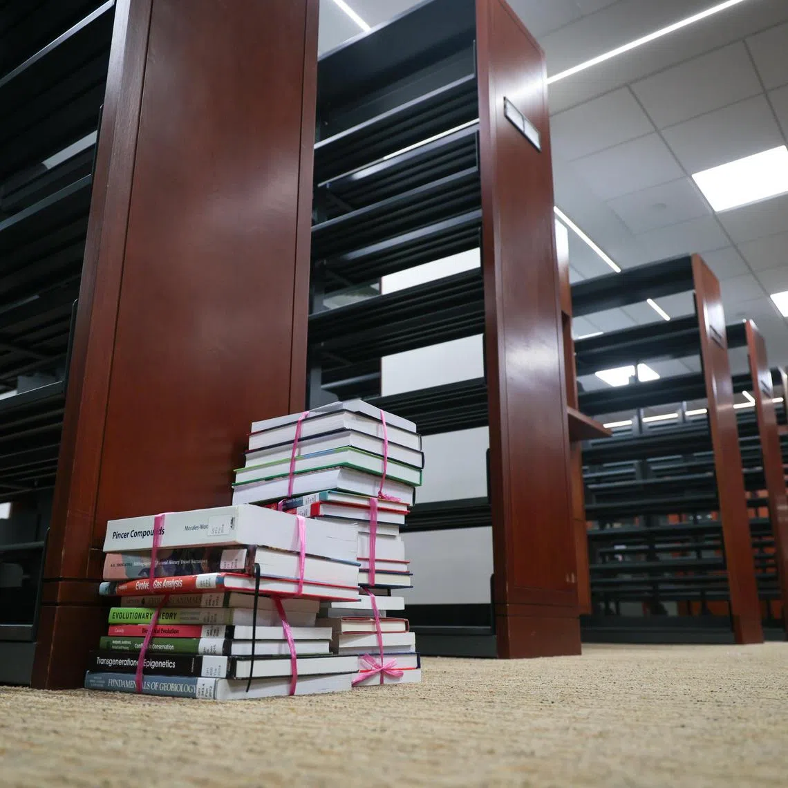 CMG20250521-RChiong01/张俊杰/胡洁梅/Interview with Associate Professor Natalie Pang, University Librarian, National University of Singapore [Yale-NUS Library]

Some of the 8500 of the 9000 books that were due to be recycled were seen on half-empty shelves in the Yale-NUS Library on May 21, 2025.