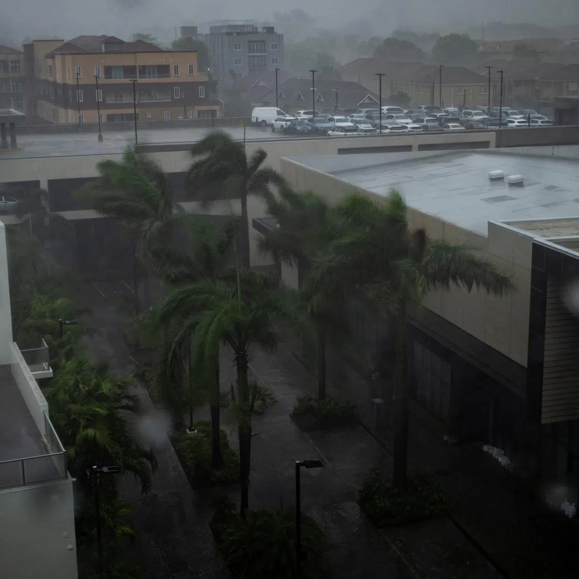 Palm trees are shaken by the wind and rain as Hurricane Beryl hits the southern coast of the island, in Kingston, Jamaica, July 3, 2024. REUTERS/Marco Bello