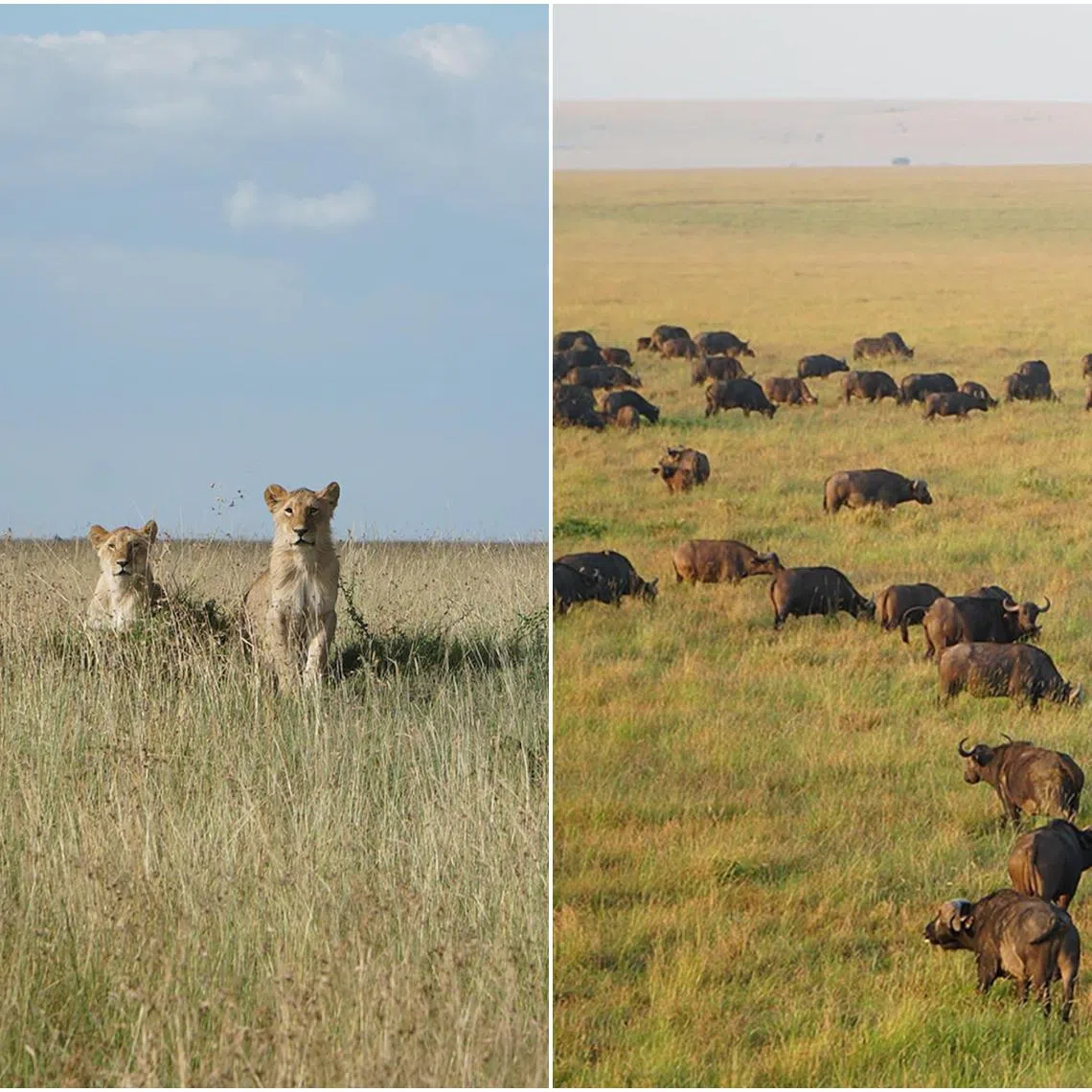 A pride of lions (left) and a herd of buffalo grazing in the Maasai Mara National Reserve.