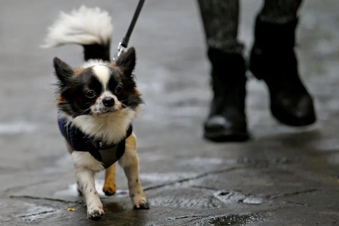 FILE PHOTO: A woman walks with her dog in downtown Rome, Italy December 11, 2017.     REUTERS/Max Rossi/File Photo
