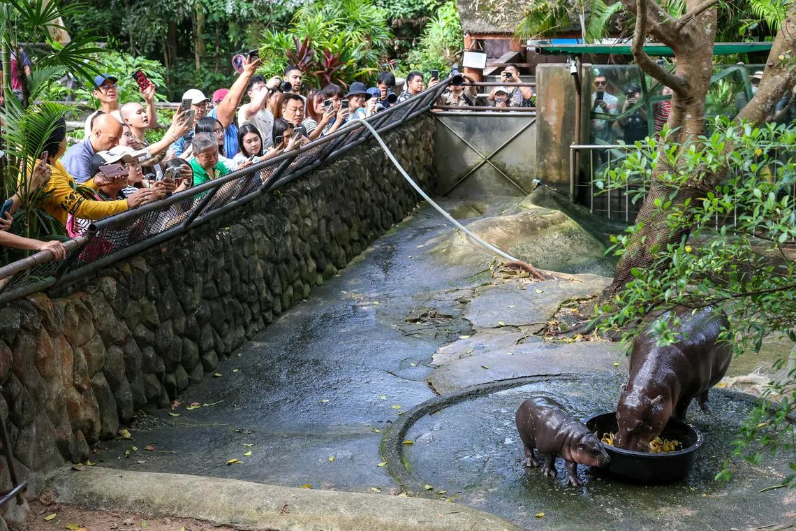 Visitors to Khao Kheow Open Zoo  are allowed to see Moo Deng for five minutes during weekends only.