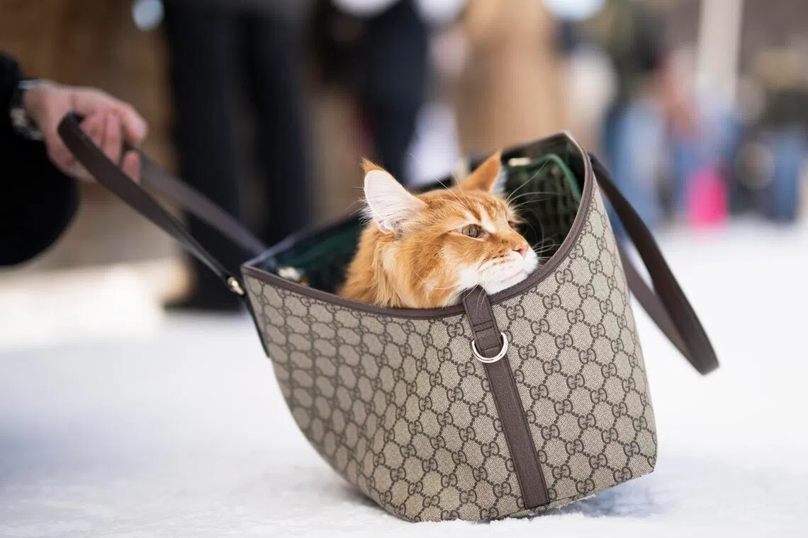 Hello, Kitty: Inside Japan’s $24.5 billion feline boom as country celebrates Cat Day