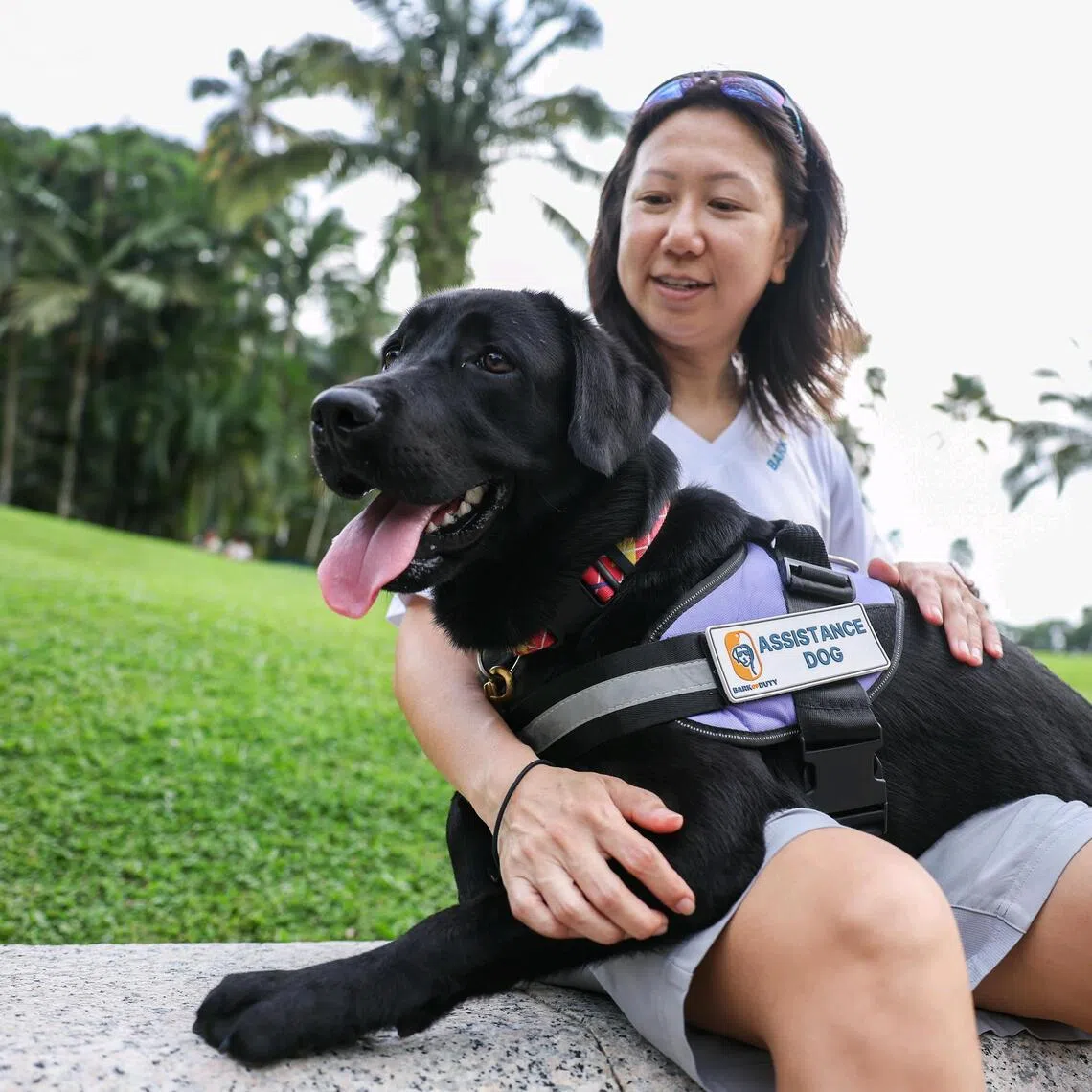 Bark of Duty founder Christine Ho training Casey, her 10-month-old labrador retriever, to lie across her lap. She trains assistance dogs and tailors their training to meet the specific needs of her clients.