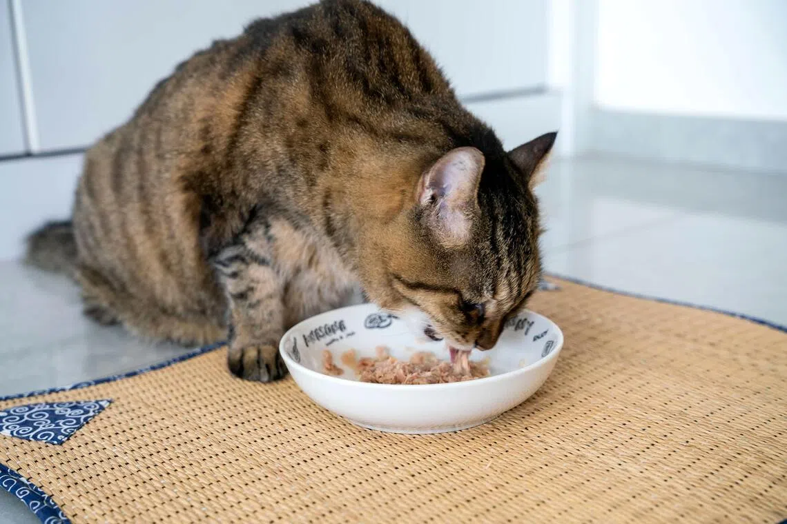 Each pet food product should clearly state the life stage that it was designed for, such as whether it is for puppies or kittens, or adult animals.