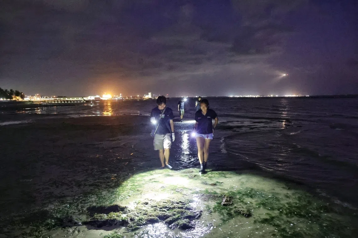 Republic Polytechnic’s Diploma in Environmental and Marine Science final year students Keon Lim (left) and Kyra Raphael Pung, both 19, conducting fieldwork at the beach in the early morning of July 15.