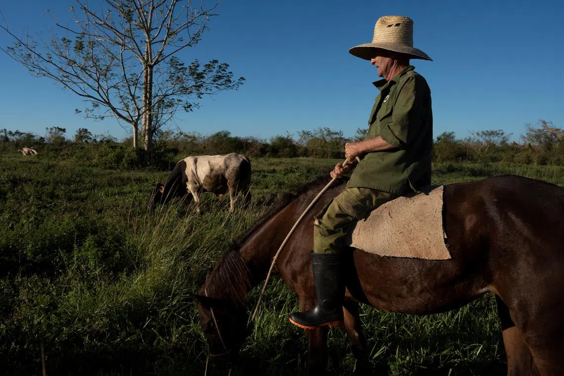 Cuban agriculture reels as Hurricane Rafael worsens food shortages ...