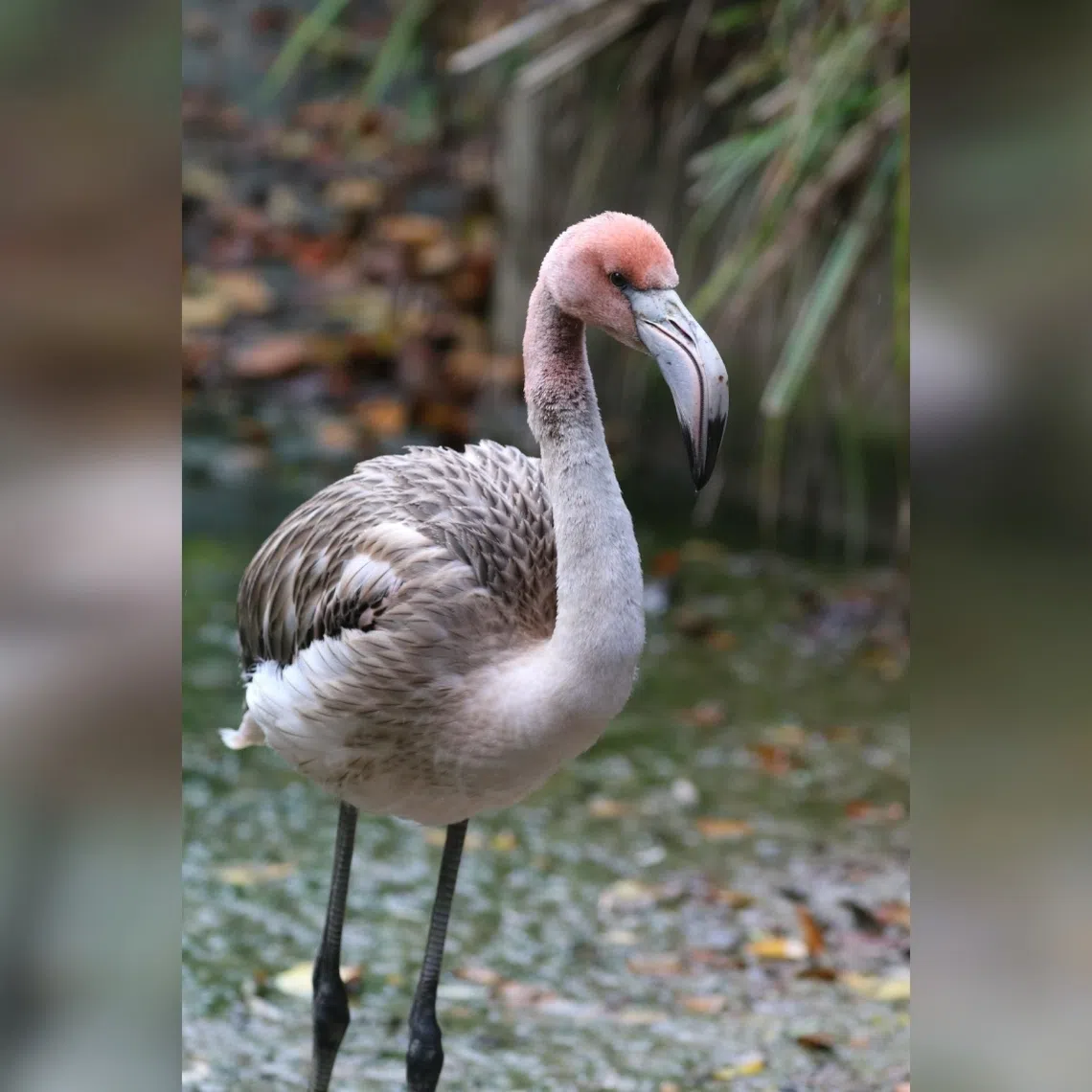 Frankie the Caribbean Flamingo at Paradise Park Wildlife Sanctuary in Cornwall, England, before she made her escape to France.