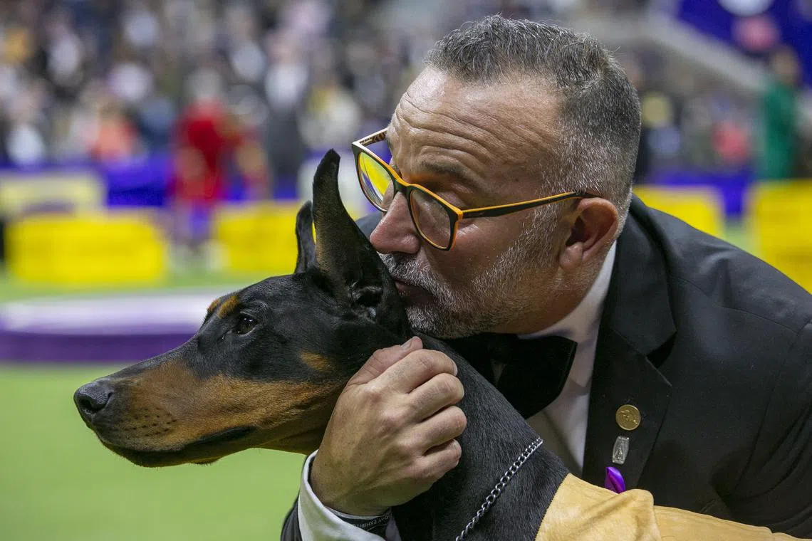 A Doberman Pinscher and handler share a moment during the 147th annual Westminster Kennel Club Dog Show held at the USTA Billie Jean King National Tennis Center in New York, USA, May 9, 2023.