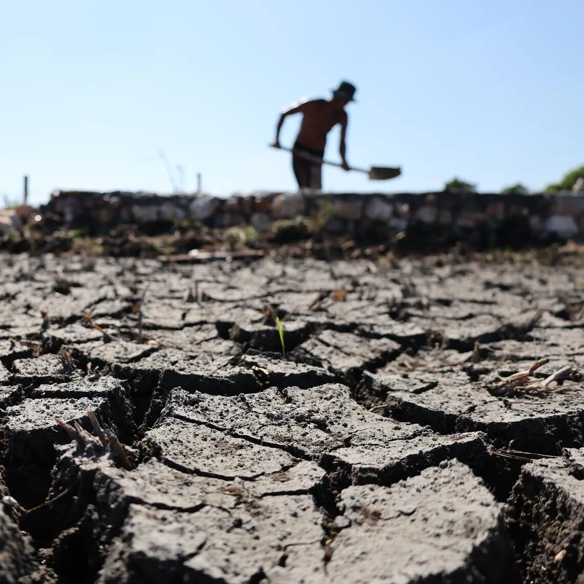 Cracked rice fields caused by prolonged drought in Aceh Province, Indonesia. The El Nino phenomenon is expected to reach strong intensity through to January 2027.
