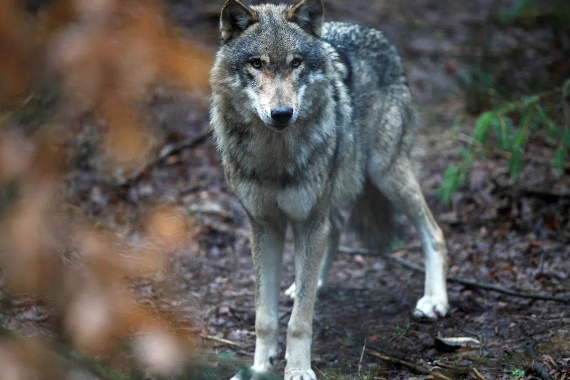 A wolf is seen in the wildlife Park Schorfheide near Gross Schoenebeck, Germany, March 12, 2019.    REUTERS/Axel Schmidt/ File Photo