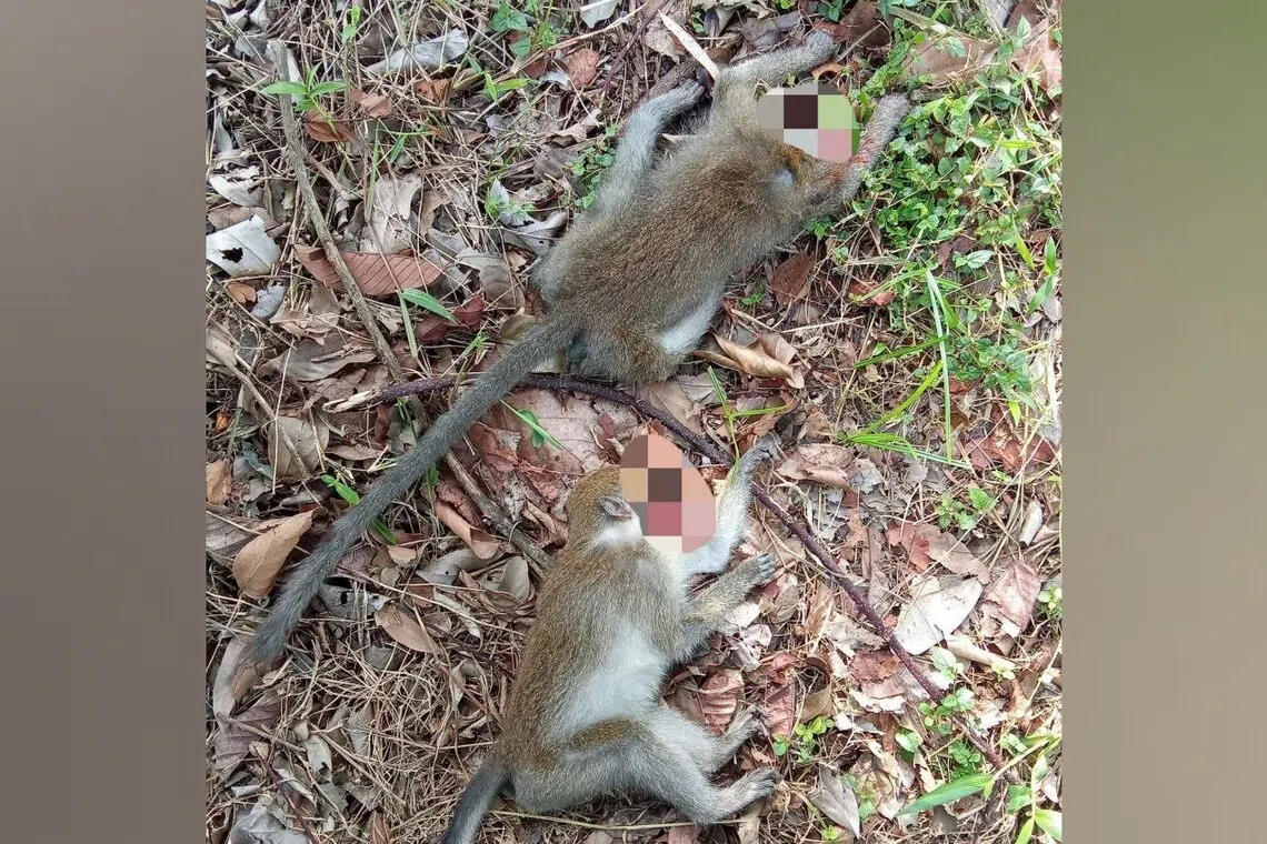 In a now-deleted post in the Facebook group Sayang Our Singapore’s Community Cats, the image showed two macaques with large head wounds. 