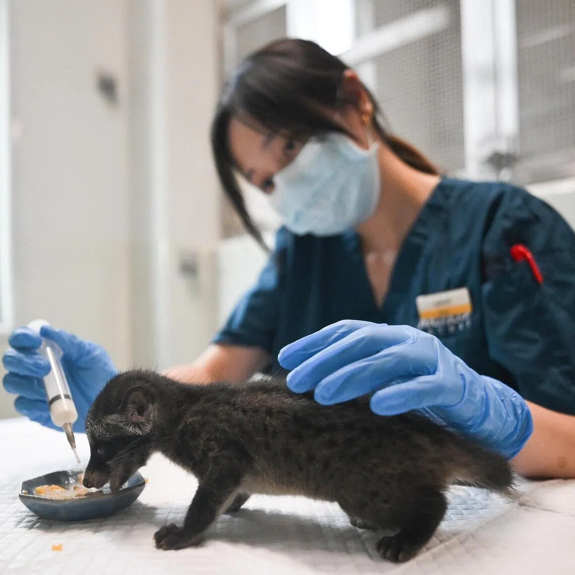 Junior Veterinary Nurse Nadhrah Hassan feeding the common palm civet inside one of the dens at the new Mandai Wildlife Centre on July 2.