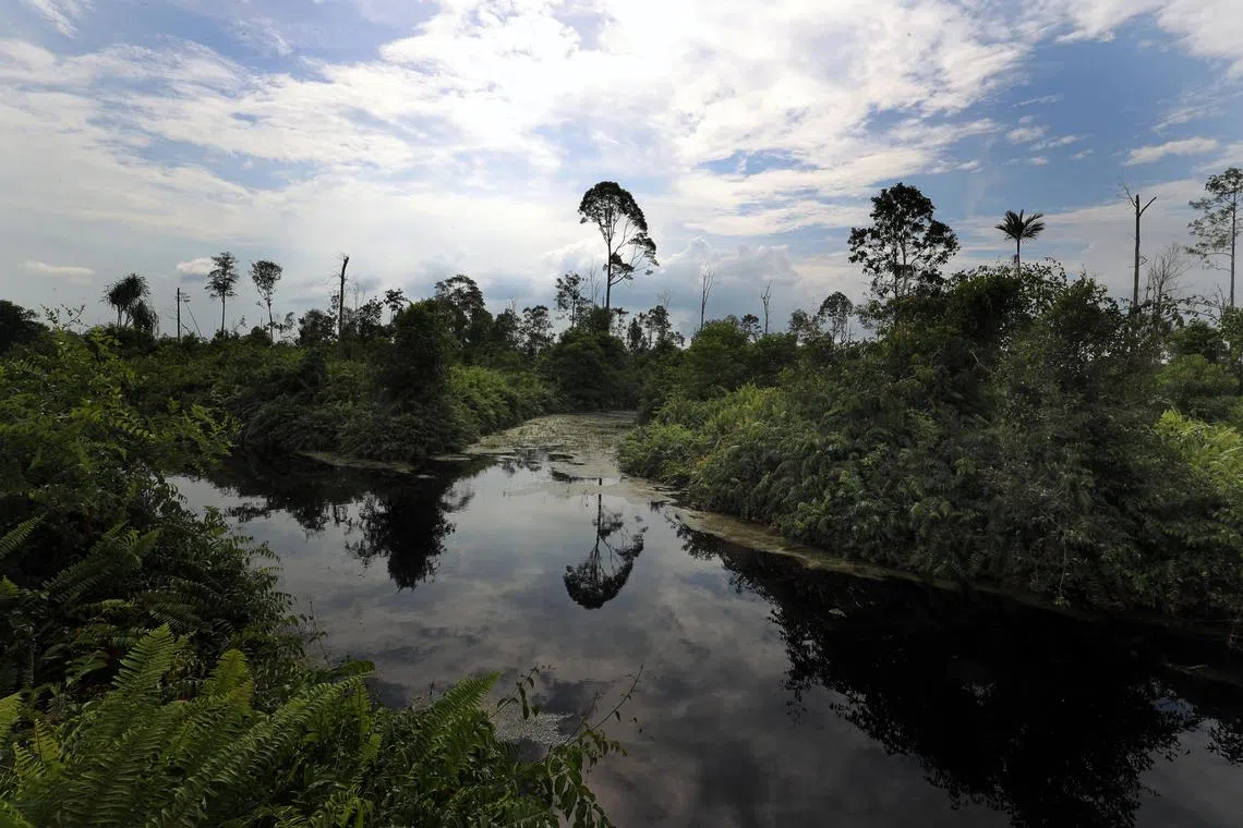 Peat swamp forests in Indonesia store large amounts of carbon and protecting them is critical to fighting climate change. 
