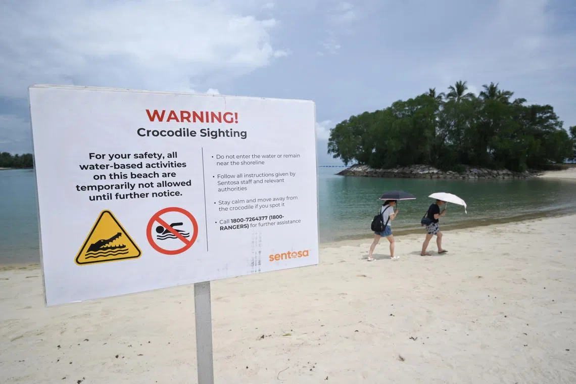 A search is under way for a crocodile spotted in the waters off Sentosa Cove on the evening of May 6. 