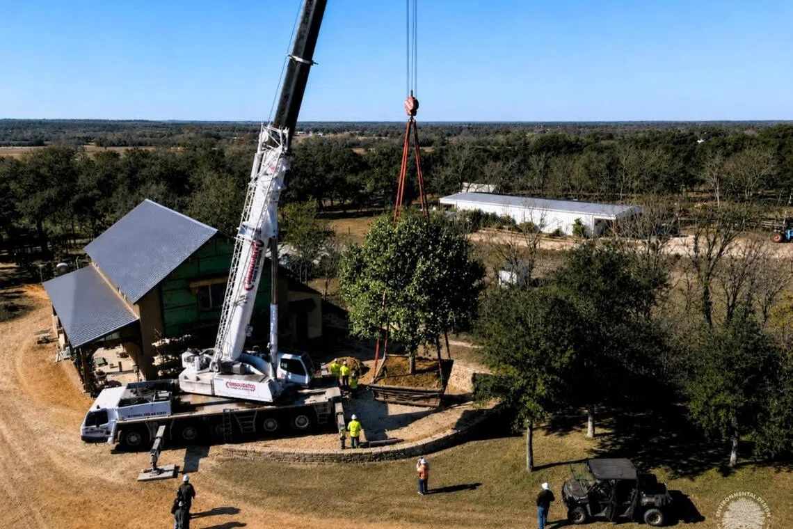 Environmental Design Inc's residential crane move, placing a large boxed tree into a backyard for immediate landscape scale.