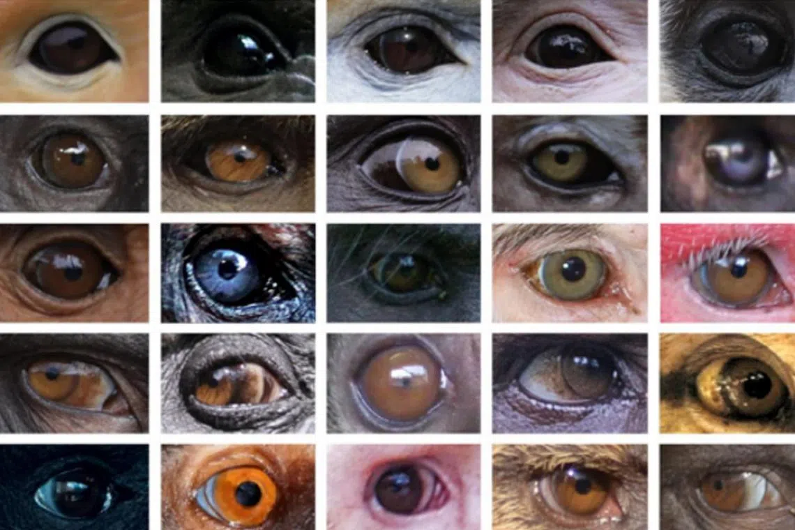 Research found that primate species living farther from the equator tend to have lighter conjunctiva.
